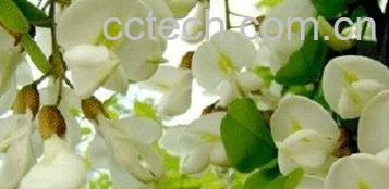 果蔬百科刺槐树药效和功用-0