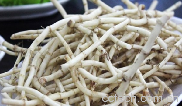 果蔬百科折耳根的功效与作用-0