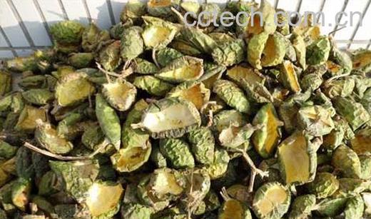 果蔬百科瓜萎皮图片 瓜萎皮的功效与作用-0