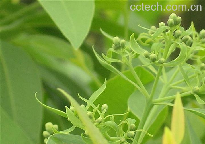 果蔬百科檀香图片 檀香的功效与作用-0