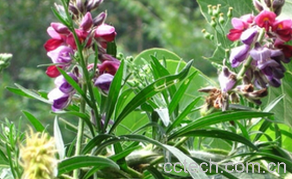 果蔬百科葛花的功效与作用-0