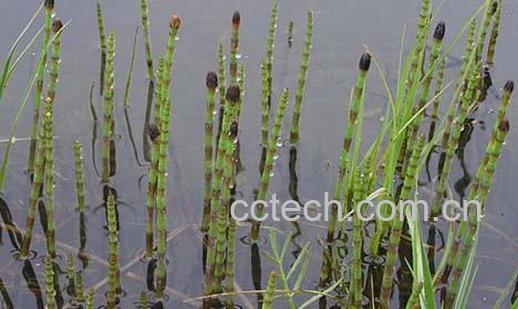 果蔬百科木贼图片 木贼的功效与作用-0