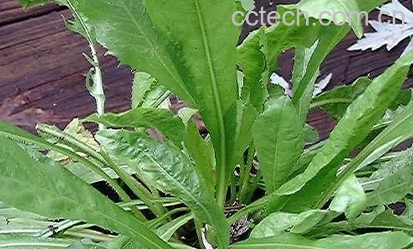 果蔬百科菊苣的功效与作用-0