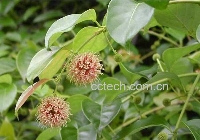 果蔬百科钩藤图片 钩藤的功效与作用-0