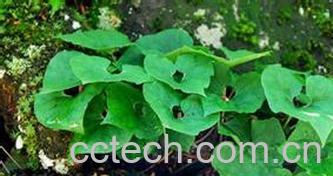 果蔬百科细辛的功效与作用-0