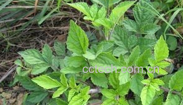 果蔬百科肾炎草的功效与作用-0