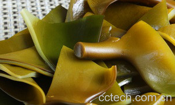 果蔬百科海带根的功效与作用-0