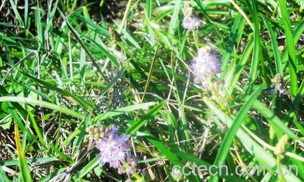 果蔬百科海韭菜的功效与作用-0