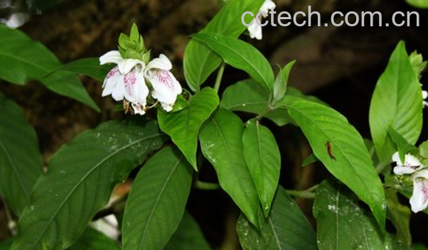 果蔬百科大驳骨的功效与作用-0