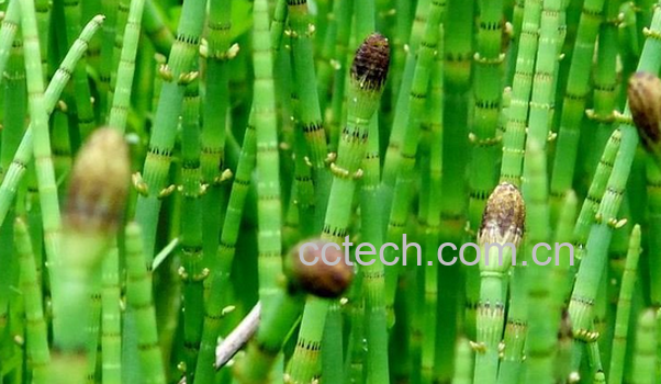 果蔬百科木贼的功效与作用-0