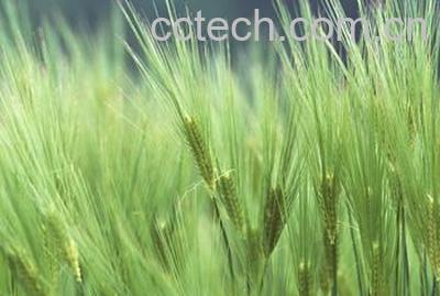 果蔬百科大麦叶的功效-0