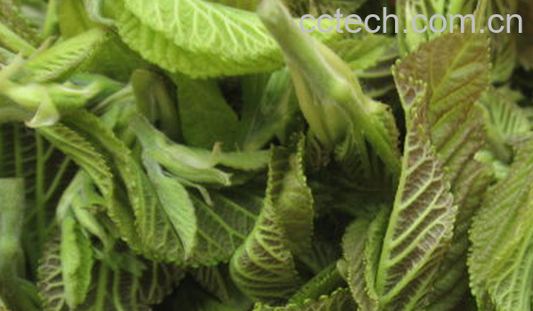 果蔬百科桑芽的功效与作用-0