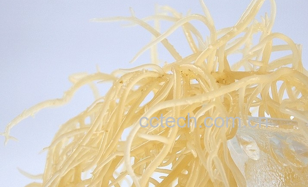 果蔬百科珊瑚草的功效与作用-0