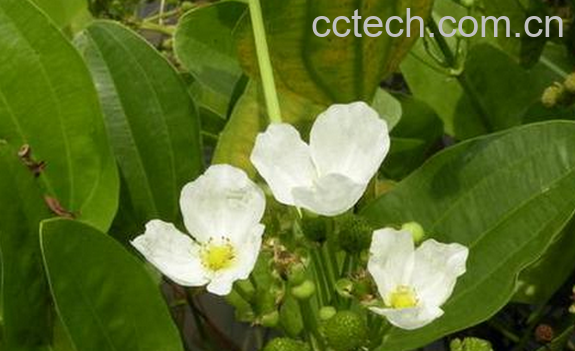 果蔬百科泽泻的食疗功效与用法-0