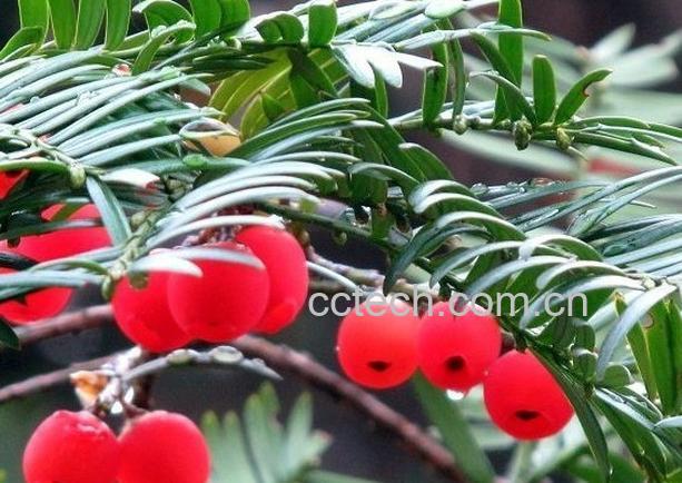 果蔬百科红豆杉的功效与作用-0