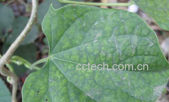 果蔬百科宽筋藤的功效与作用-0