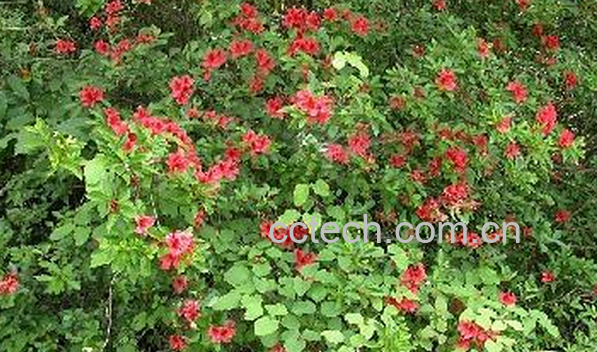 果蔬百科满山红的功效与作用-0