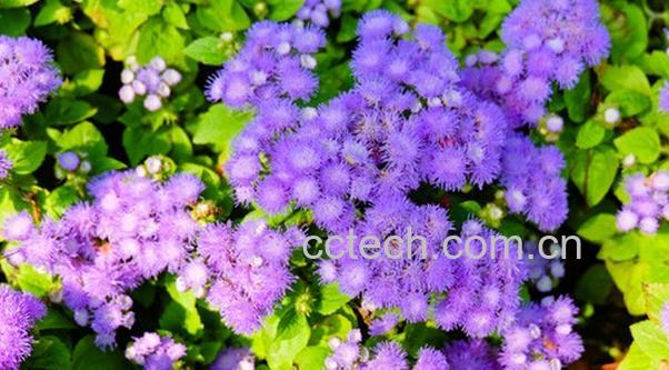 果蔬百科咸虾花的功效与作用-0