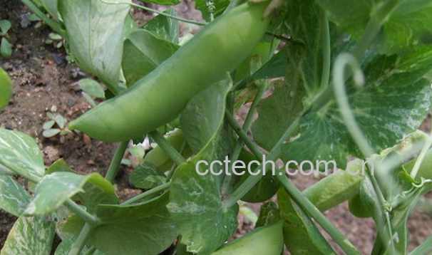 果蔬百科猪牙草的功效与作用-0