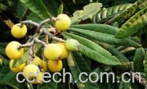 果蔬百科中药蜜中药蜜枇杷叶的作用和功效-0