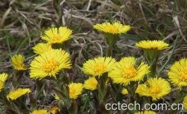 果蔬百科款冬花的功效与作用-0