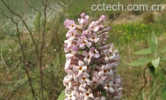 果蔬百科密蒙花的用法-0