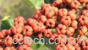 果蔬百科吴茱萸图片 吴茱萸的功效与作用-0