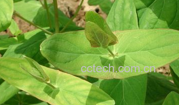 果蔬百科元宝草的功效与作用-0