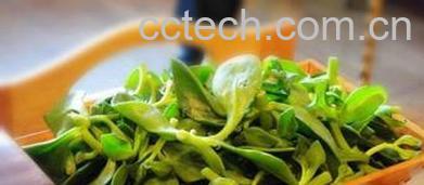 果蔬百科中药穿心莲图片 中药穿心莲的功效与作用-0