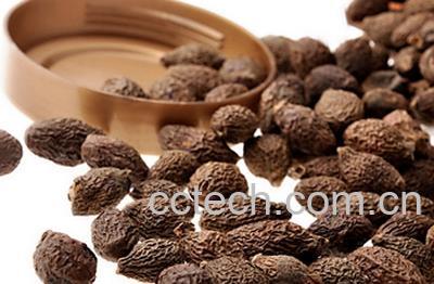 果蔬百科胖大海的功效与作用-0