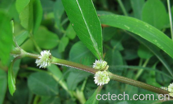 果蔬百科莲子草的功效与作用-0