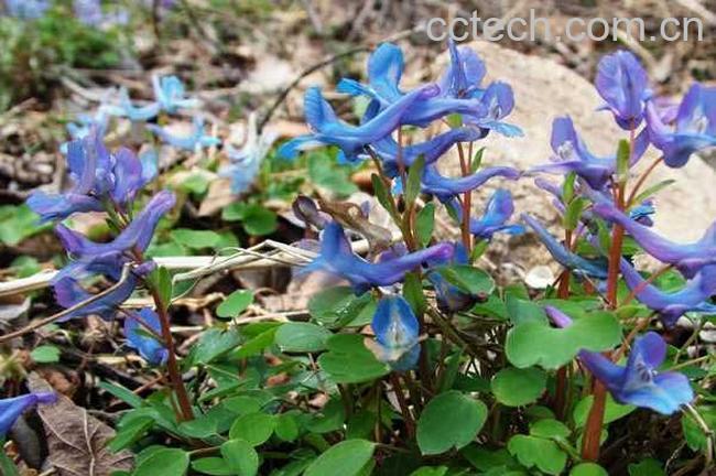 果蔬百科延胡索图片 延胡索的功效与作用-0