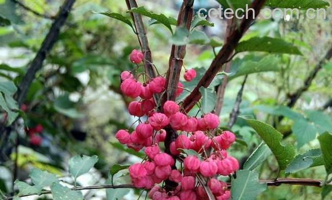 果蔬百科鬼箭羽图片 鬼箭羽的功效与作用-0