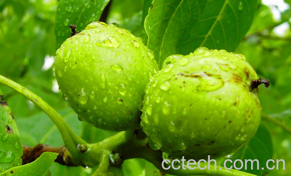 果蔬百科胡桃的功效与作用-0