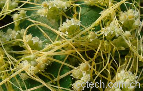 果蔬百科菟丝子的常见用法-0