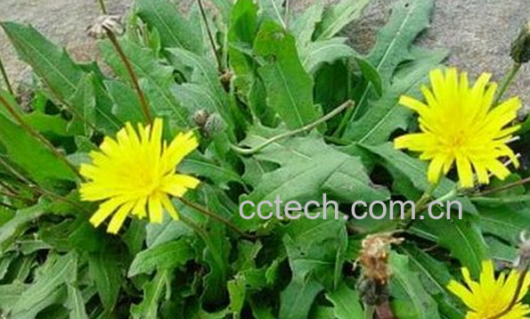 果蔬百科蒲公英的药用价值与功效-0