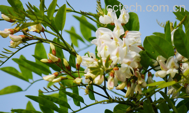 果蔬百科槐叶的功效与作用-0