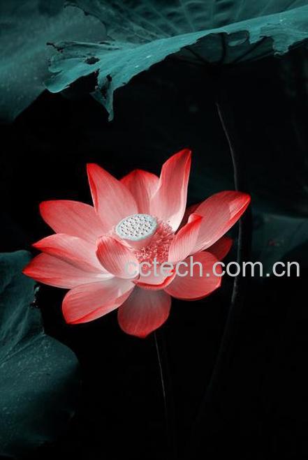 果蔬百科养血莲图片 养血莲的功效与作用-0