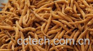 果蔬百科太子参的功效与作用-0