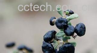 果蔬百科黑枸杞的功效与作用-0