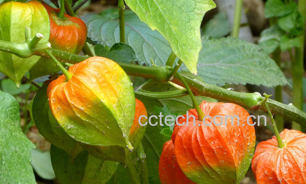 果蔬百科红姑娘的功效与作用-0