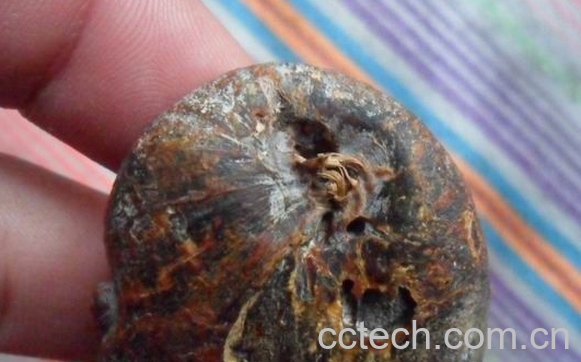 果蔬百科熊胆的功效与作用-0