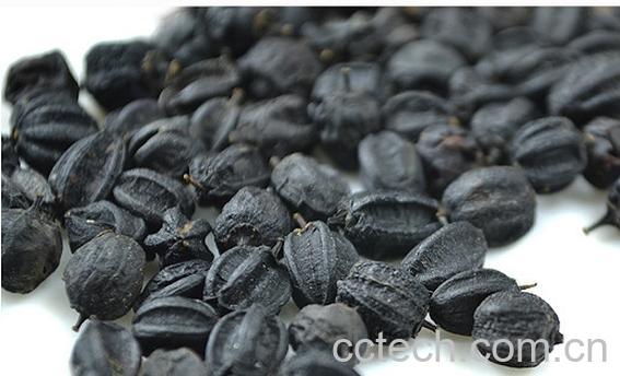 果蔬百科刺五加的功效与作用-0