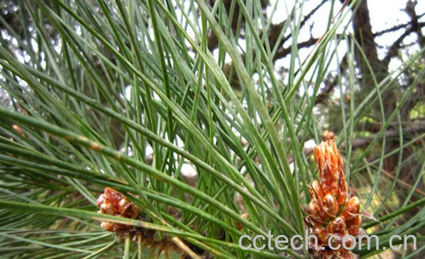 果蔬百科松针的食疗功效与用法-0