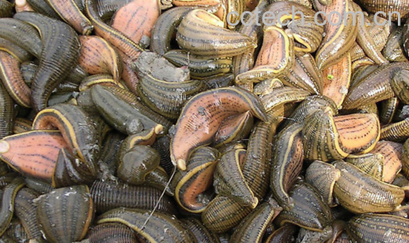 果蔬百科水蛭的药用价值与功效-0