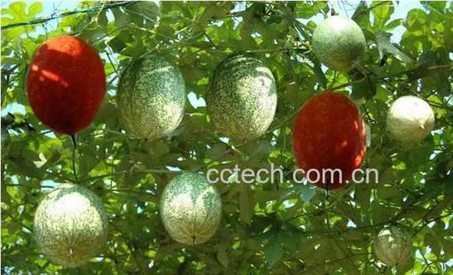 果蔬百科栝楼子图片 栝楼子的功效与作用-0