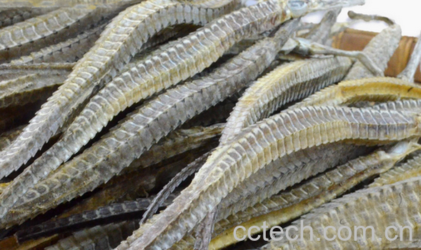 果蔬百科海龙泡酒的功效与作用-0