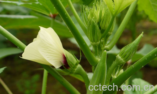 果蔬百科黄秋葵根的功效与作用-0