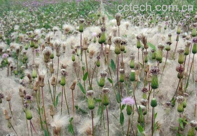 果蔬百科小蓟图片 小蓟的功效与作用-0