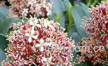 果蔬百科七夜花的功效与作用-0